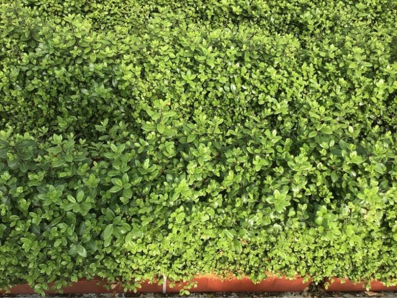 Instant Hedge Pittosporum tenuifolium Golf Ball in trough